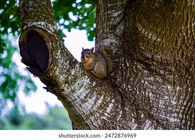 Squirrel in tree look at you