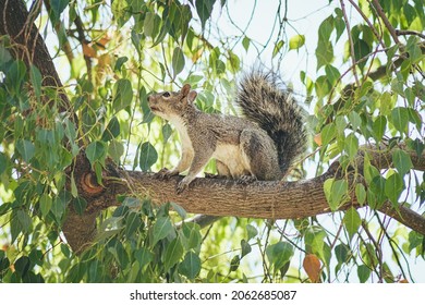 Squirrel in a tree on a branch.