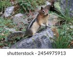 Squirrel in tree in a park in Canada