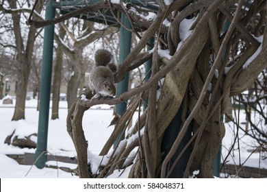 squirrel in tree playing