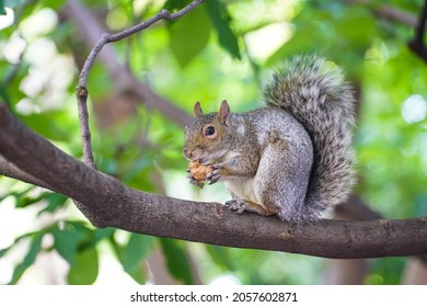 squirrel. squirrel in the tree while eating a nut.