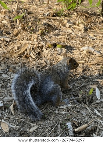 A squirrel trying to slip away.