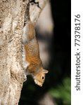 squirrel upside down clinging to a trunk