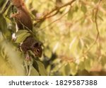 Squirrel upside down in a tree