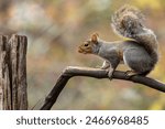 Squirrel walking across a vine