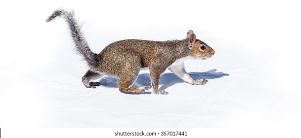 Squirrel walks like a bear on high contrast bright white background. A cautious gait, a North American squirrel walks like a bear on high contrast black on white backdrop.