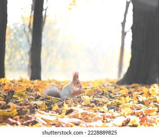 a squirrel with a walnut in the park