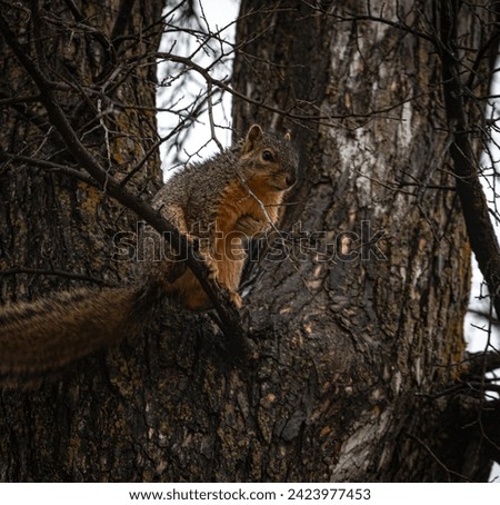 Squirrel watches from a tree