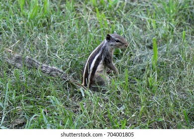 A squirrel watching