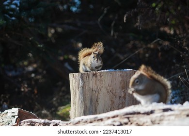 squirrel watching while another eating food. After fighting, one squirrel is eating food while another one staying far and watching, feels like it attempts to fight again. (far end focus)
