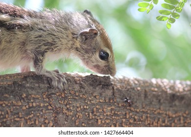 A squirrel in the wild