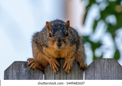 Squirrel in the wild, staring back.