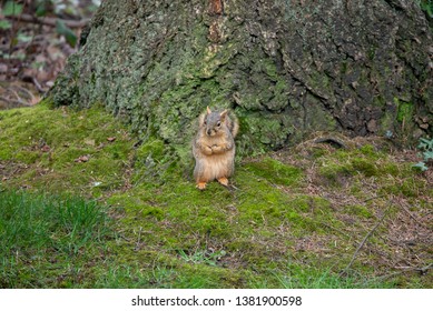 Squirrel wild yard cute small friendly close up