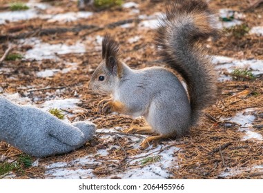 A squirrel in the winter or autumn eats nuts from a human hand. Caring for animals in winter or autumn. Eurasian red squirrel, Sciurus vulgaris.