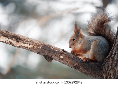 Squirrel in the winter forest.