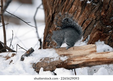 Squirrel in the winter forest.