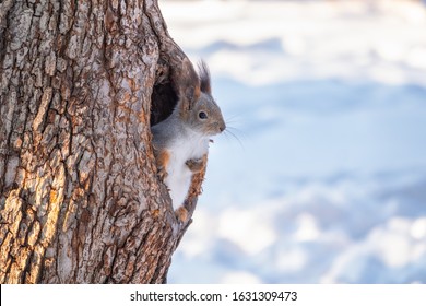 Squirrel in winter looking out of a hollow tree. Eurasian red squirrel, Sciurus vulgaris - Powered by Shutterstock