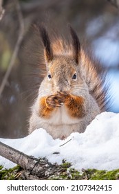 Squirrel in winter sits on a tree trunk with snow. Eurasian red squirrel, Sciurus vulgaris, sitting on branch covered in snow in winter.