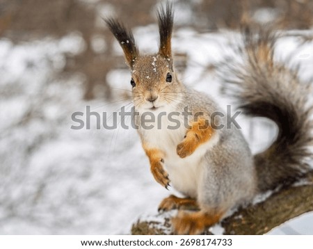 Squirrel in winter sits on a tree trunk with snow. Eurasian red squirrel, Sciurus vulgaris, sitting on branch covered in snow in winter.