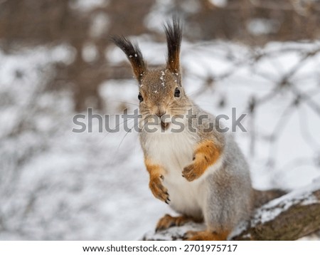 Squirrel in winter sits on a tree trunk with snow. Eurasian red squirrel, Sciurus vulgaris, sitting on branch covered in snow in winter.