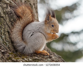 Squirrel in winter skin eats nuts sitting in a tree