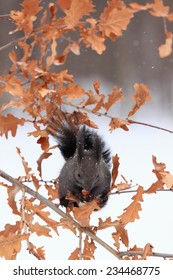 Squirrel in winter while snowing, lat. Sciurus vulgaris