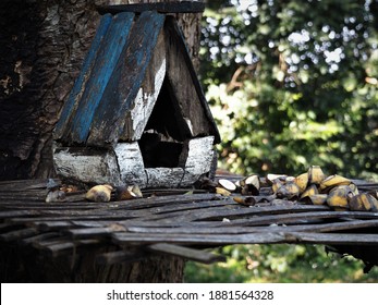 Squirrel Wooden House In The Forest