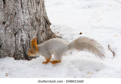 squirrel in the woods in winter