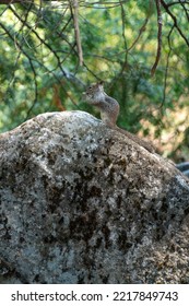 Squirrel In Yosemite Valley, California, USA