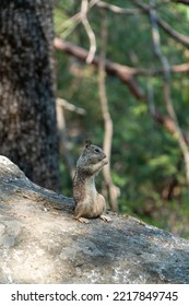 Squirrel In Yosemite Valley, California, USA