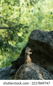 Squirrel In Yosemite Valley, California, USA