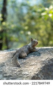 Squirrel In Yosemite Valley, California, USA