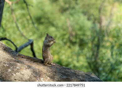 Squirrel In Yosemite Valley, California, USA