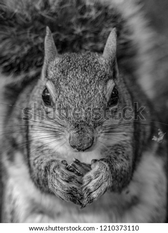 Similar – Image, Stock Photo Omnomnoma Animal