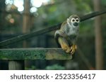 Squirrell Monkey perched on a wooden structure, colombia