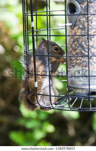 Squirrelproof Bird Feeder Fails Douglas Squirrel Stock Photo Edit