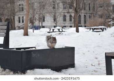 Squirrels being friendly in the snow