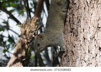 Squirrels are climbing up tree