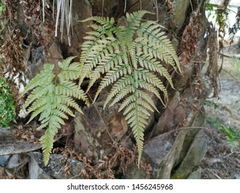 Squirrels Foot Fern Grows On Over Stock Photo (Edit Now) 1456245968