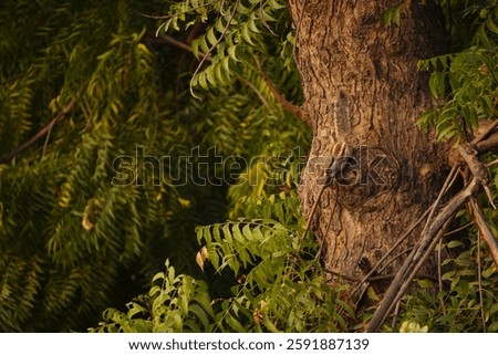 Squirrels are lively creatures that thrive in nature, jumping through trees, gathering nuts, and creating nests. Their activity helps maintain forest ecosystems by dispersing seeds and promoting plant
