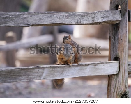 Squirrels mating on the fence.