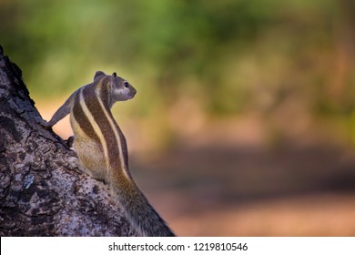 Squirrels are members of the family Sciuridae, a family that includes small or medium-size rodents. The squirrel family includes tree squirrels, ground squirrels, chipmunks, marmots, flying squirrels