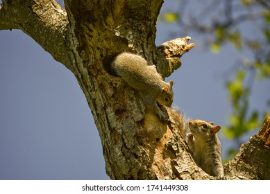 Squirrels Nesting In A Tree Top Cavity  