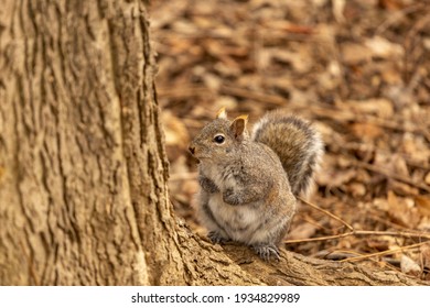 squirrels next to a tree in a park