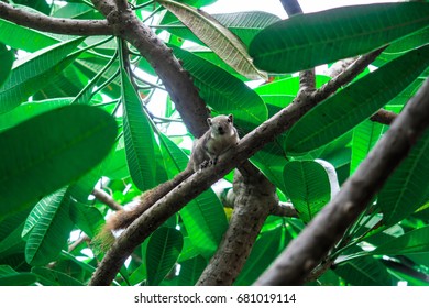 Squirrels on tree