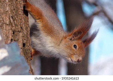 squirrels in the park. squirrels eat. protein in nature. proteins close up. beautiful squirrels. proteins and nuts. wild nature. animals in the park. - Powered by Shutterstock