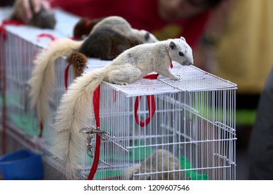 Squirrels In A Pet Shop At Chatuchak Market, Bangkok Thailand. 