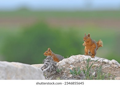 Squirrels sitting on a rock. Feeding squirrels. - Powered by Shutterstock