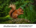 Squirrels are small, agile rodents with bushy tails, sharp claws, and large eyes. Found in forests and urban areas, they are known for climbing trees, gathering nuts, and their energetic  behavior.