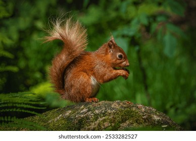 Squirrels are small, agile rodents with bushy tails, sharp claws, and large eyes. Found in forests and urban areas, they are known for climbing trees, gathering nuts, and their energetic  behavior. - Powered by Shutterstock